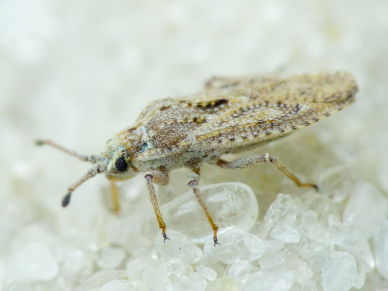 Tingis (Tropidocheila) caucasica (Jakovlev, 1880)